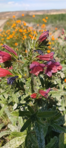 Echium horridum