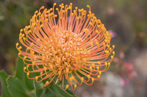 Leucospermum cordifolium