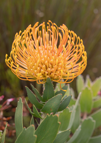 Leucospermum cordifolium
