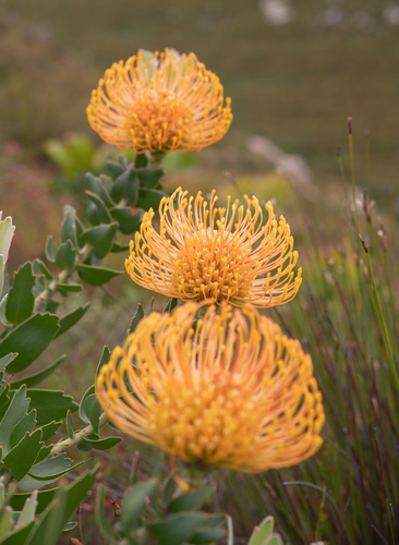 Leucospermum cordifolium