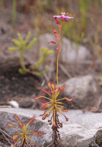 Drosera glabripes