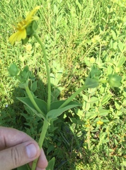 Silphium perplexum