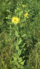Silphium perplexum