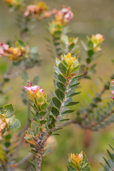 Saltera sarcocolla (Saltera sarcocolla)