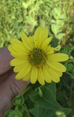 Silphium perplexum