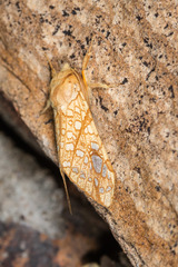 Lophocampa bicolor