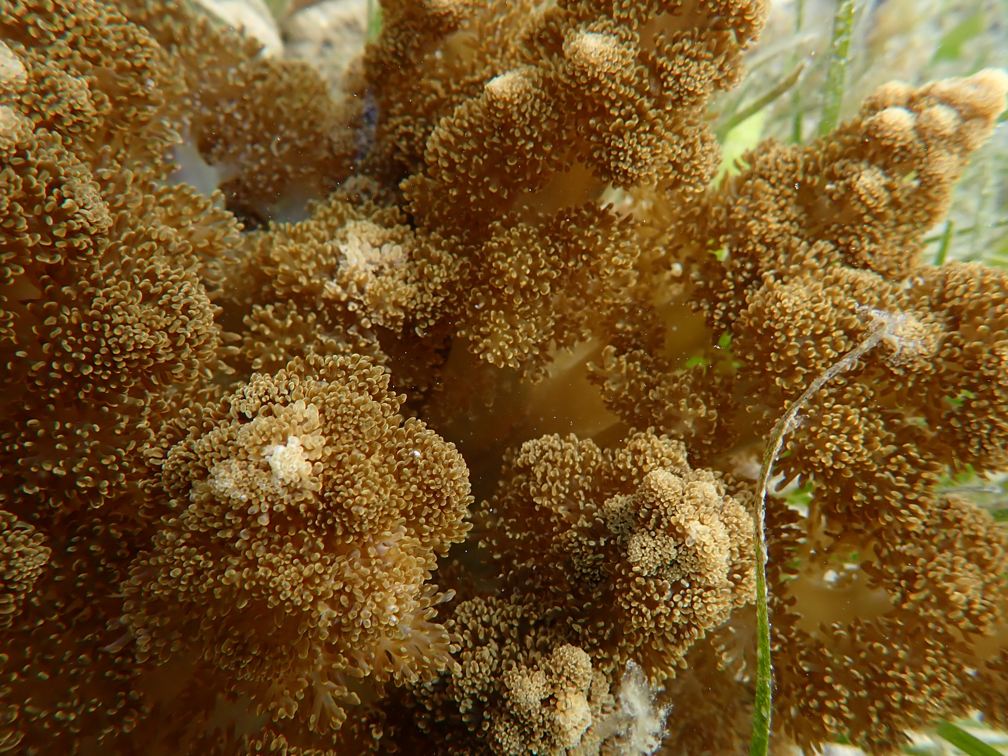 Actinodendron arboreum (Quoy & Gaimard, 1833)