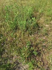 Lythrum alatum lanceolatum