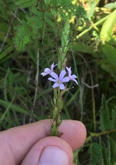 Lythrum alatum lanceolatum