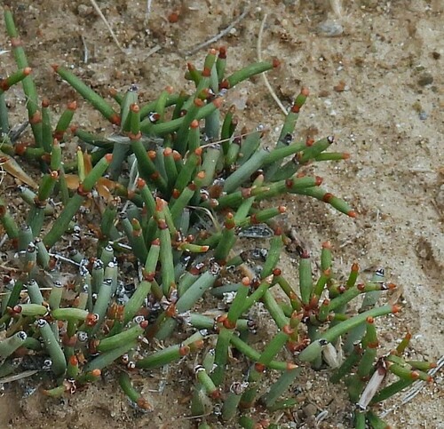 Image of Ephedra frustillata by no rights reserved