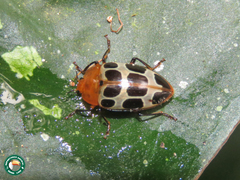 Iphiclus decemnotatus