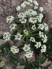 Cicuta maculata maculata