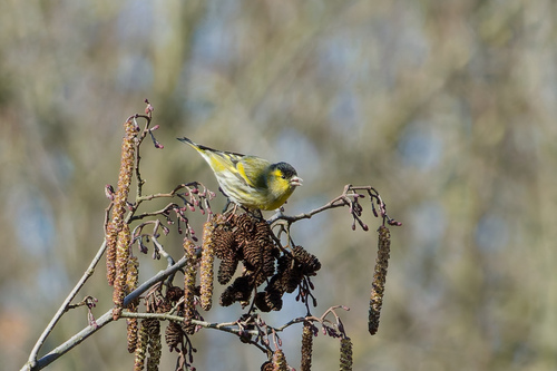 Jilguero lúgano (Spinus spinus)