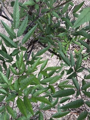 Cicuta maculata maculata