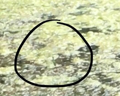 Erythemis simplicicollis