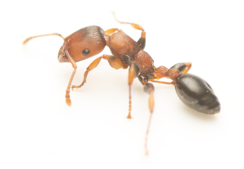 Podomyrma densestrigosaPodomyrma densestrigosa