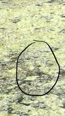 Erythemis simplicicollis