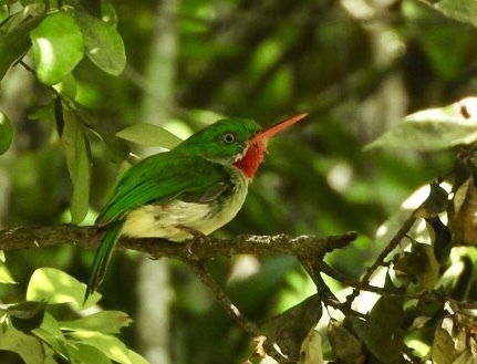 Jamaican Tody illustration