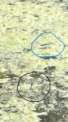 Erythemis simplicicollis