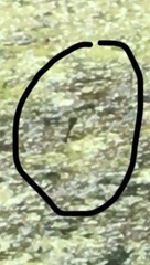 Erythemis simplicicollis