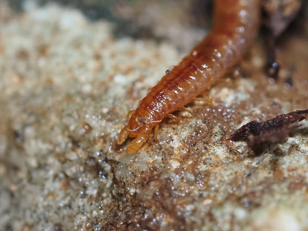 Dignathodon microcephalus Lucas, 1846