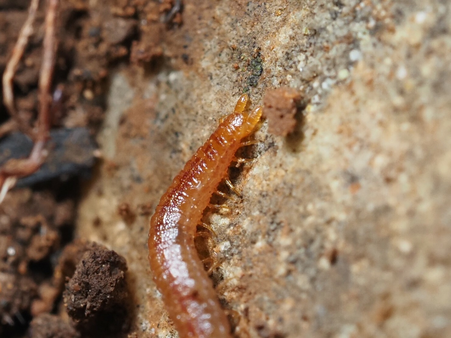Dignathodon microcephalus Lucas, 1846