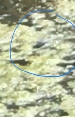 Erythemis simplicicollis