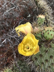 Opuntia clarkiorum