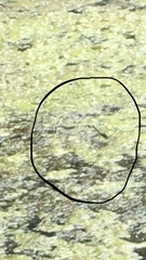 Erythemis simplicicollis