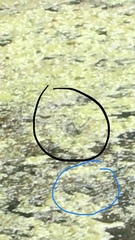 Erythemis simplicicollis