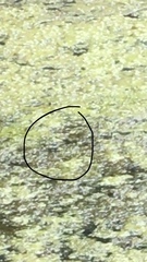 Erythemis simplicicollis