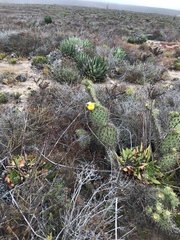 Opuntia clarkiorum