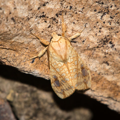 Lophocampa bicolor