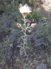 Cirsium occidentale occidentale