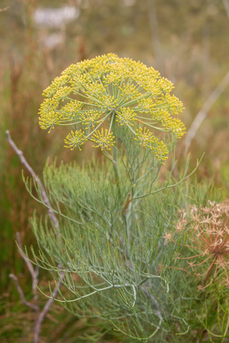 Grey Blisterbush (Notobubon capense)