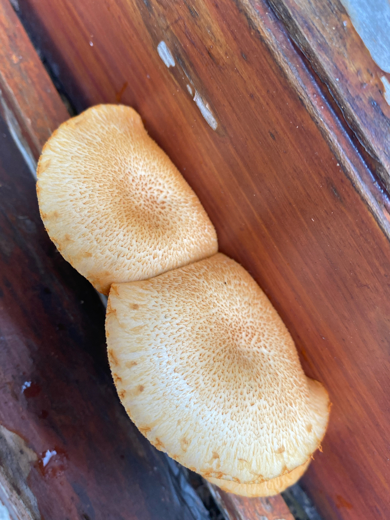 Gymnopilus palmicola · March 2025 · photo: © tutitah (iNaturalist, cc0)