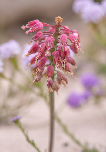Mountain Viooltjie (Lachenalia montana)