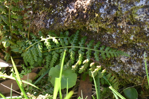 Image of Asplenium obovatum by no rights reserved