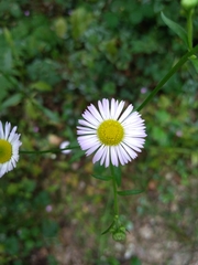 Erigeron annuus