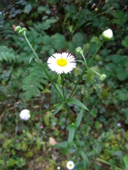 Erigeron annuus