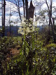 Epidendrum verrucosum