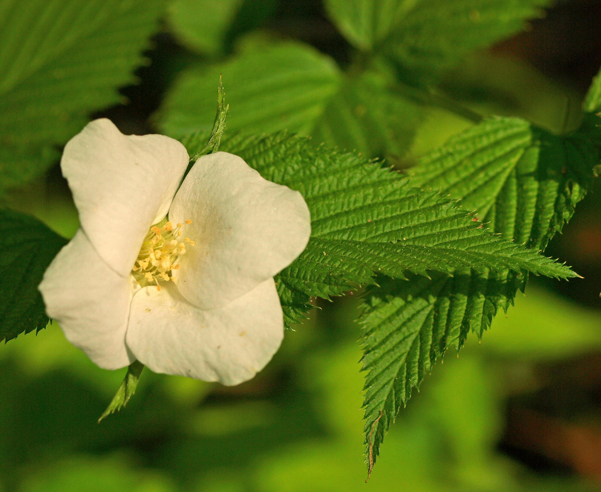 Rhodotypos