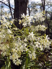 Epidendrum verrucosum