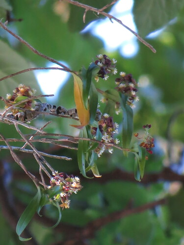 Epidendrum pentadactylum Rchb.f.