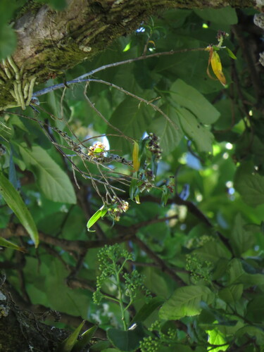 Epidendrum pentadactylum Rchb.f. 2