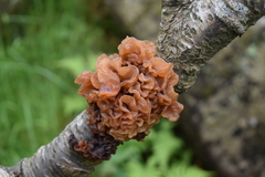 Phaeotremella foliacea