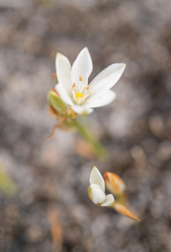 Bristle Chink (Ornithogalum hispidum)