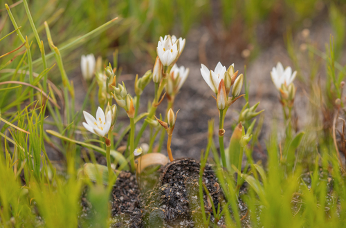 Ornithogalum hispidum, photograph 3