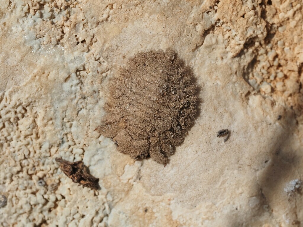 Puer maculatus