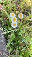 Tanacetum parthenium